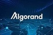 Algorand, Polygon и Solana создают инвестиционный фонд на 50 миллионов долларов