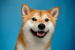 Twitter приостановил работу инструмента для раздачи чаевых в Doge