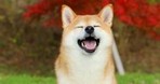 Own the Doge организует паломничество к собаке-символу Dogecoin