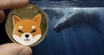 Топ-1000 Ethereum-китов владеют токеном SHIB в среднем на $619 млн